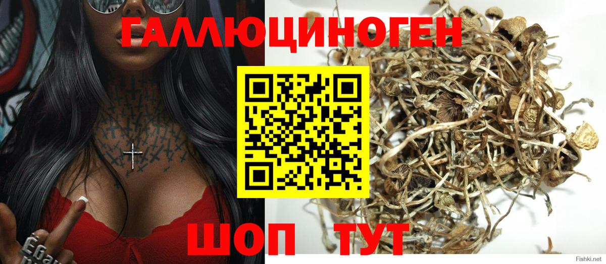 закладки  Вход с VPN  Мценск  Галлюциногенные грибы GOLDEN TEACHER  Галлюциногенные грибы Psilocybe 